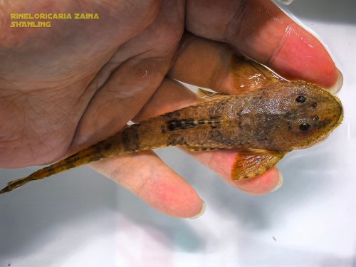 Rineloricaria zaina = dorsal view