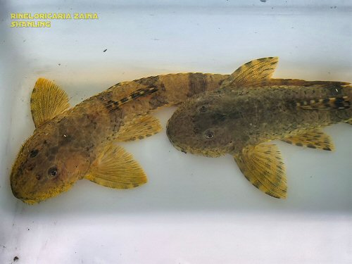 Rineloricaria zaina = head view