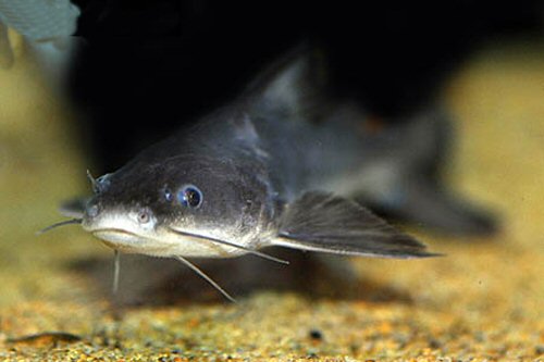 Rita sacerdotum  = head view