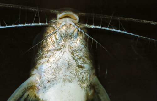 Synodontis alberti - close up of mouth and barbels