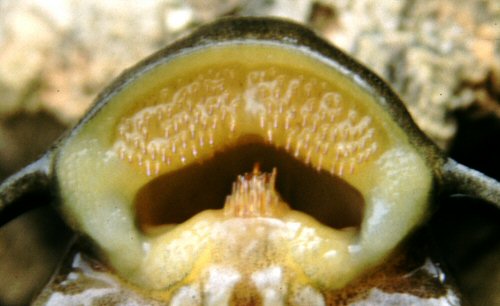 Synodontis brichardi = Close up of the Palatine teeth