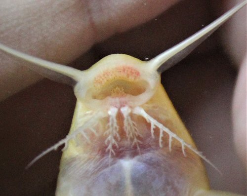 Synodontis camelopardalis = Leucistic specimen-mouth view