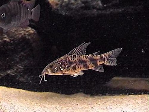 Scleromystax macropterus = male