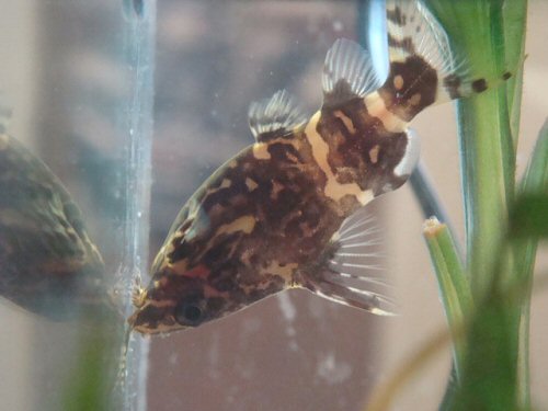 Synodontis nigriventris = Zebra variety from Kutu in the Dem.Rep.of the Congo.