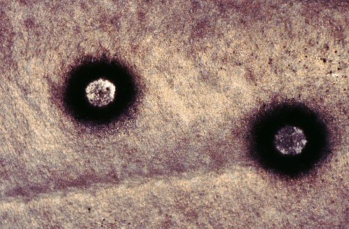 Synodontis ocellifer - close up of ring pattern spots 