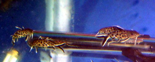Synodontis petricola = Young on heater