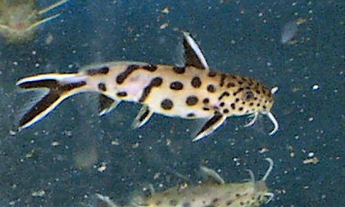 Synodontis petricola = semi-adult