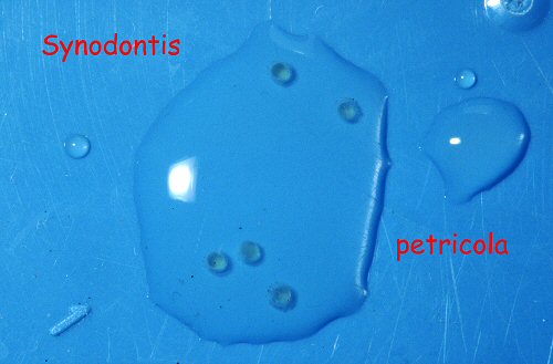 Synodontis petricola = eggs 1mm