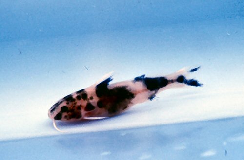 Synodontis petricola = 6-7 weeks