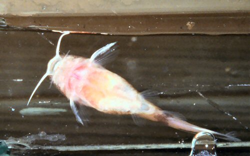 Synodontis petricola = 6-7 weeks