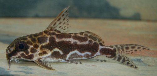 Synodontis robertsi = 11th Dec. 2016-7cm SL