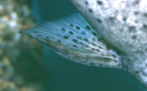 Synodontis waterloti  - pectoral fin