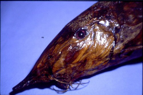 Synodontis xiphias