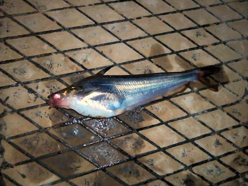 Eutropiichthys britzi