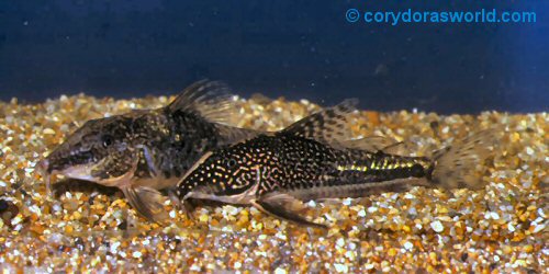 Scleromystax barbatus = Pair-male to front