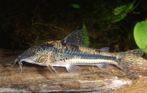 Scleromystax kronei = male