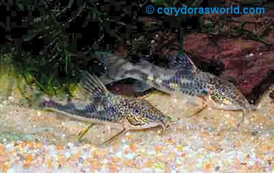 Scleromystax sp. (C112) = Pair - male to front