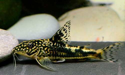 Scleromystax sp. (CW147 = adult male)