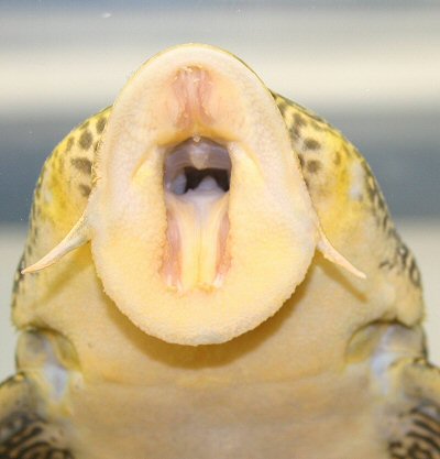 Scobinancistrus aureatus = showing mouth