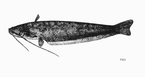 Silurichthys hasseltii = line drawing