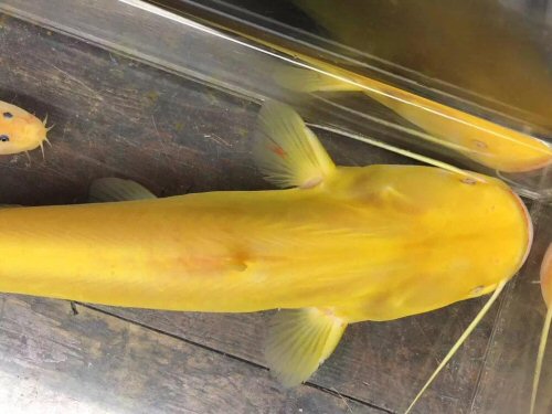 Silurus meridionalis = Gold-dorsal view