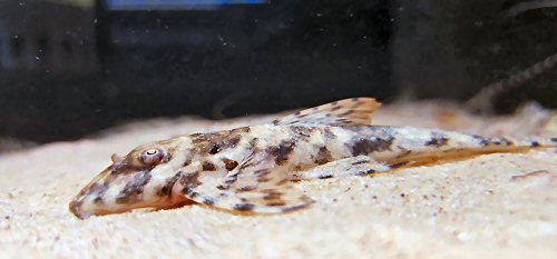 Spatuloricaria sp. (LDA115)