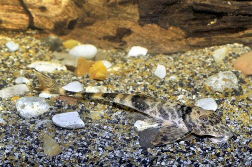 Spatuloricaria terracanticum