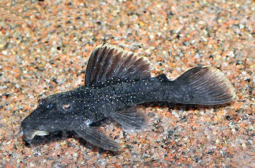 Spectracanthicus murinus