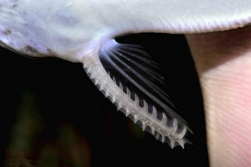 Spinipterus moijiri - serrations to pectoral spines