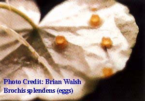 Brochis splenden=eggs