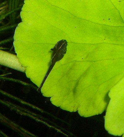 Sturisomatichthys festivus = fry