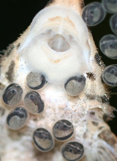 Sturisomatichthys panamensis = male cleaning eggs