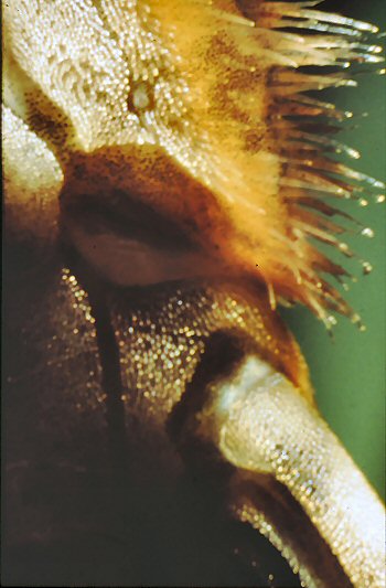 Sturisomatichthys panamensis = Close-up of male