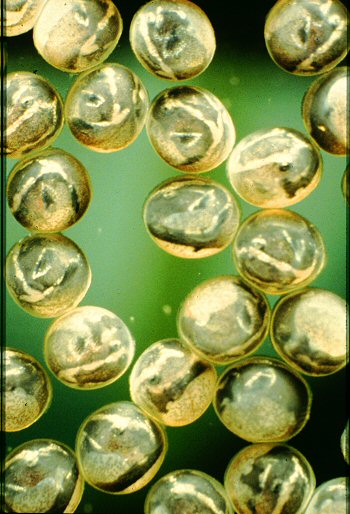 Sturisomatichthys panamensis = Eggs-Embryos 