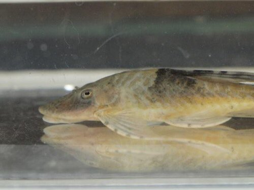 Sturisomatichthys tamanae = head view