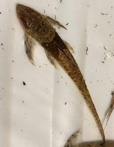 Sturisomatichthys tamanae = dorsal view