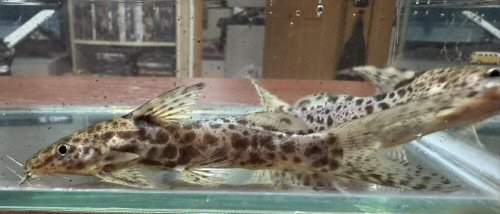 Synodontis camelopardalis