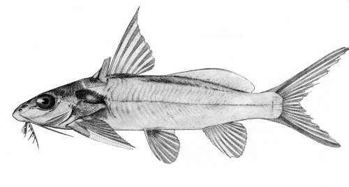 Synodontis macrophthalmus