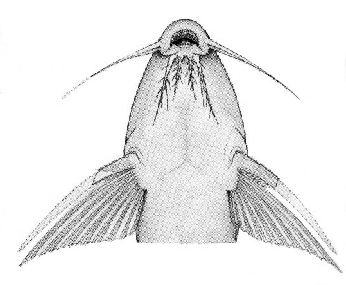 Synodontis macrophthalmus - ventral view