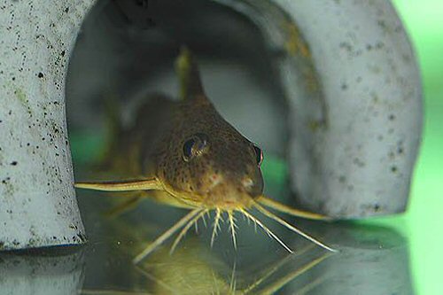Synodontis ouemeensis = head view