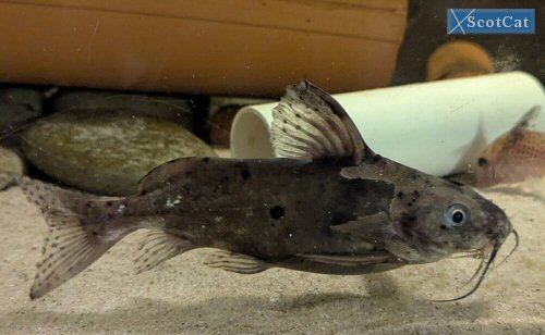 Synodontis robbianus