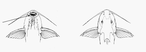 Synodontis ruandae - ventral and dorsal views
