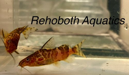 Synodontis serpentis