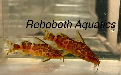 Synodontis serpentis