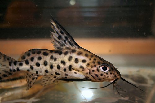 The above Synodontis sp. is sold in the aquatic outlets as S.pardalis but could be a S. occelifer/S eupterus cross although a S. nigrita influence may be a possibility too.