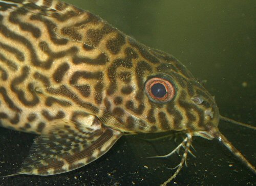 Synodontis sp. (SC004) = Showing the coppery eye