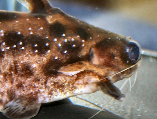 Trachelyichthys exilis  = close up of head