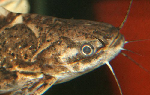 Trachelyopterus galeatus = close up of head