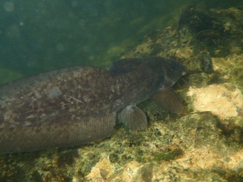 Tandanus tropicanus = Cape Tribulation Queensland