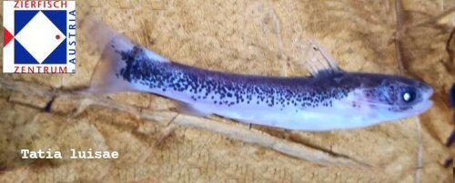 Tatia luisae
